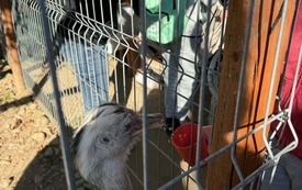 Galeria aktualności Dzień Chłopaka u zwierzaka 20
